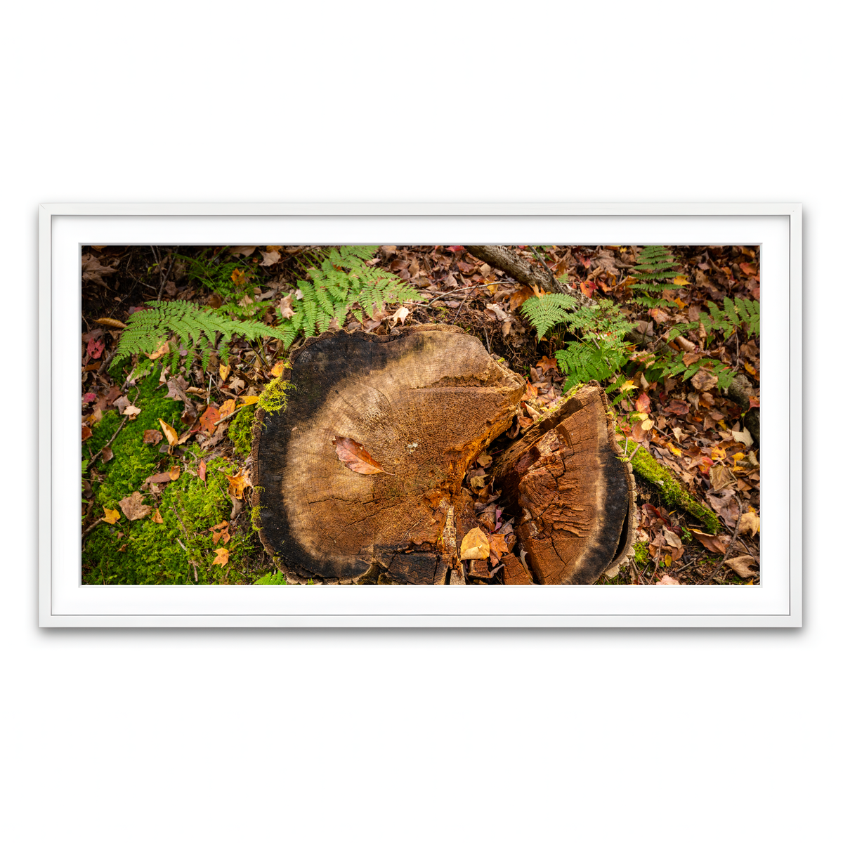 Framed Print 2x1 White