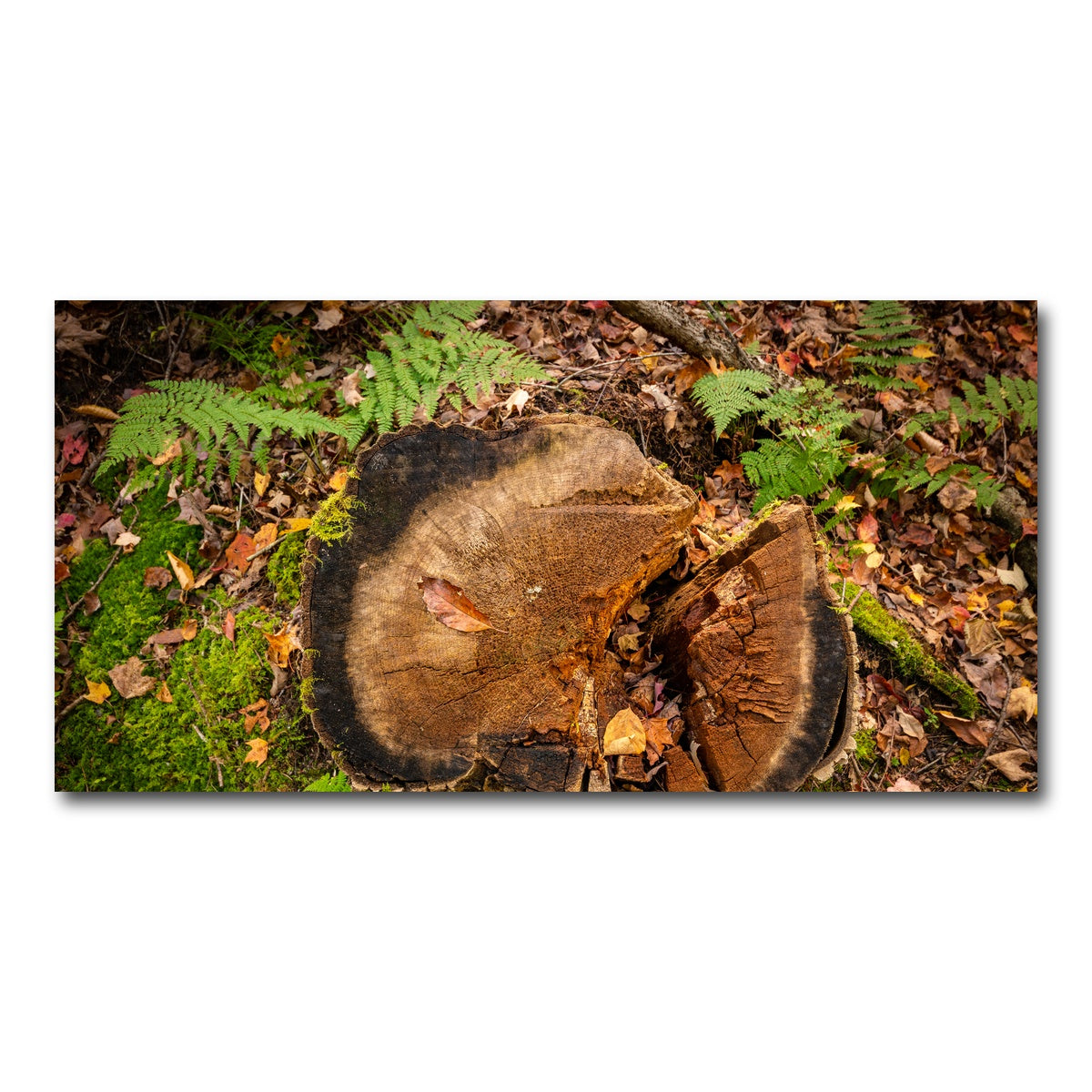 AUTO-MOCKUP WHITE | Adirondack Stump | 1 Piece | Gallery Wrap Canvas | group=2x1