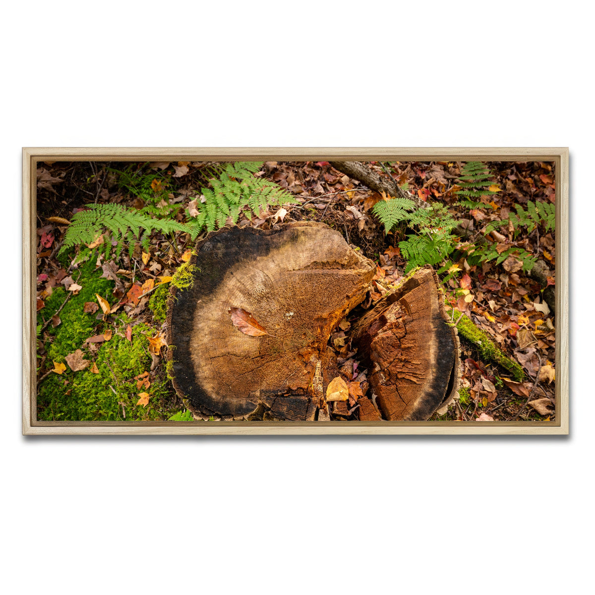 AUTO-MOCKUP WHITE | Adirondack Stump | 1 Piece | Natural Framed Canvas | group=2x1