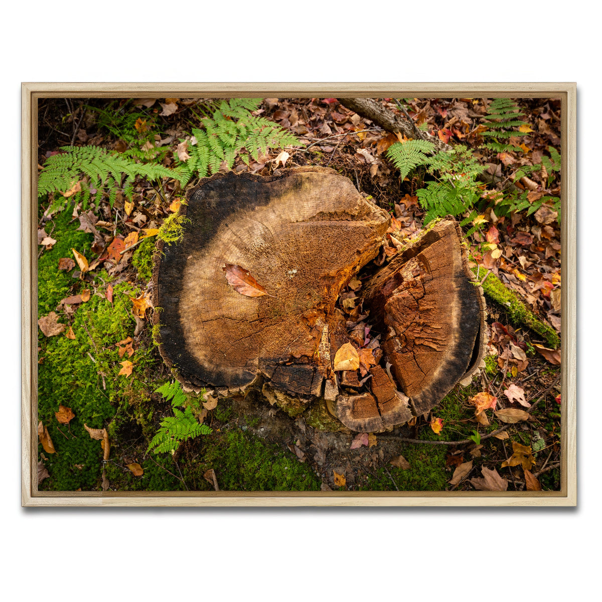 AUTO-MOCKUP WHITE | Adirondack Stump | 1 Piece | Natural Framed Canvas | group=4x3