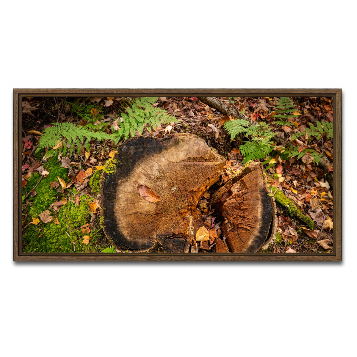 AUTO-MOCKUP WHITE | Adirondack Stump | 1 Piece | Walnut Framed Canvas | group=2x1