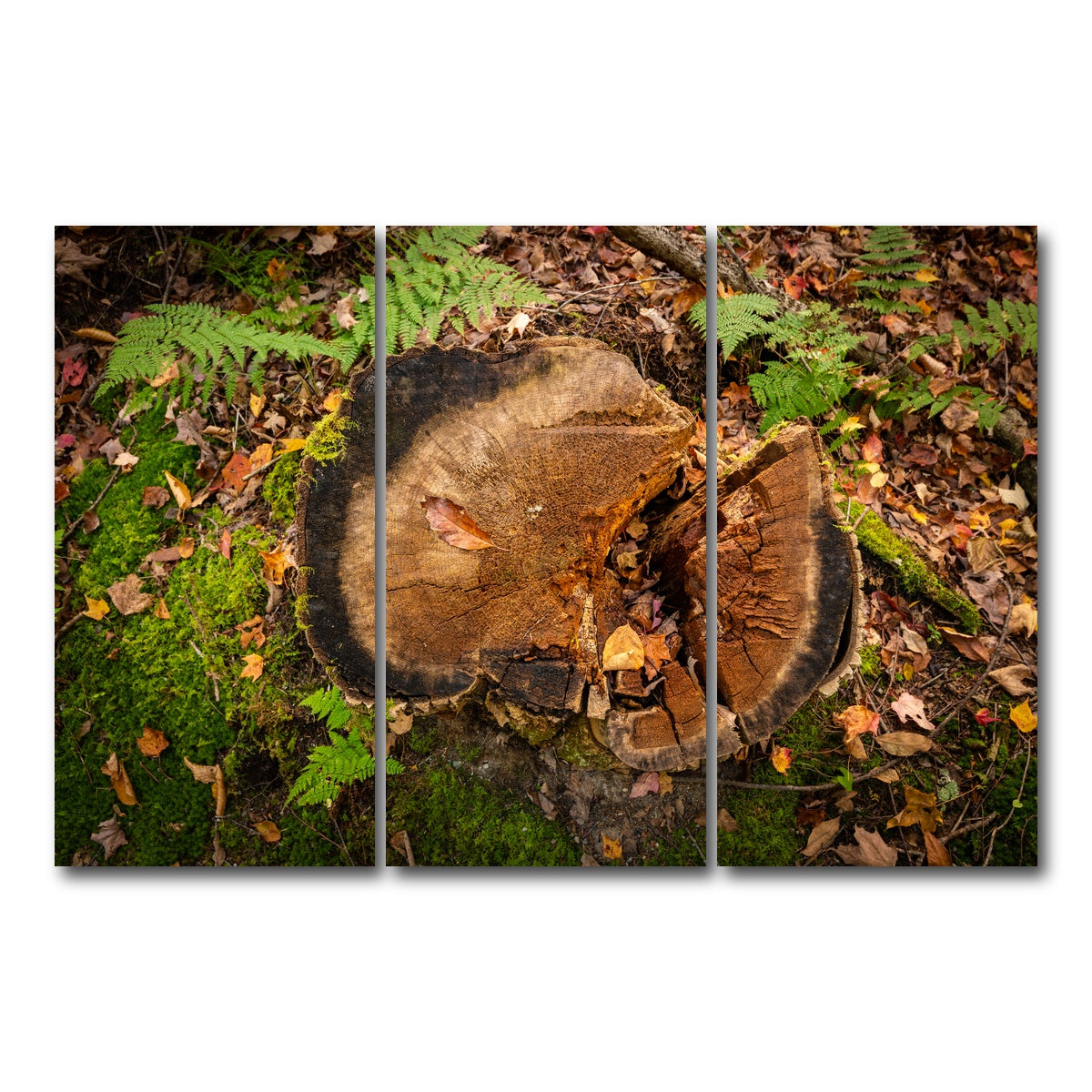 AUTO-MOCKUP WHITE | Adirondack Stump | 3 Piece | Gallery Wrap Canvas | group=12x24
