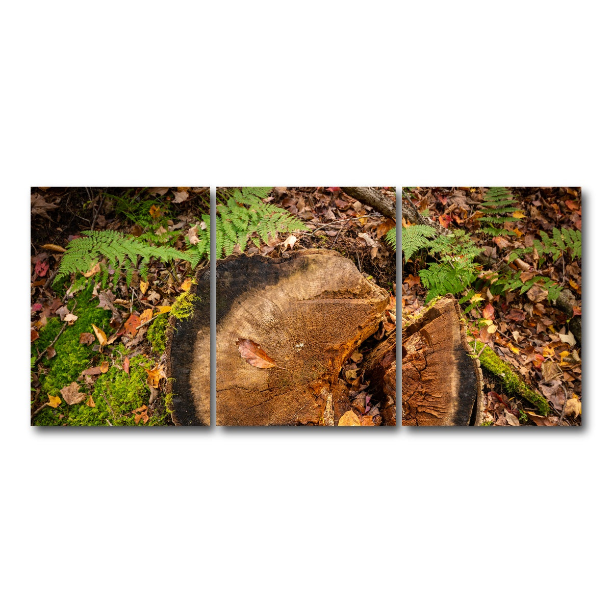 AUTO-MOCKUP WHITE | Adirondack Stump | 3 Piece | Gallery Wrap Canvas | group=18x24