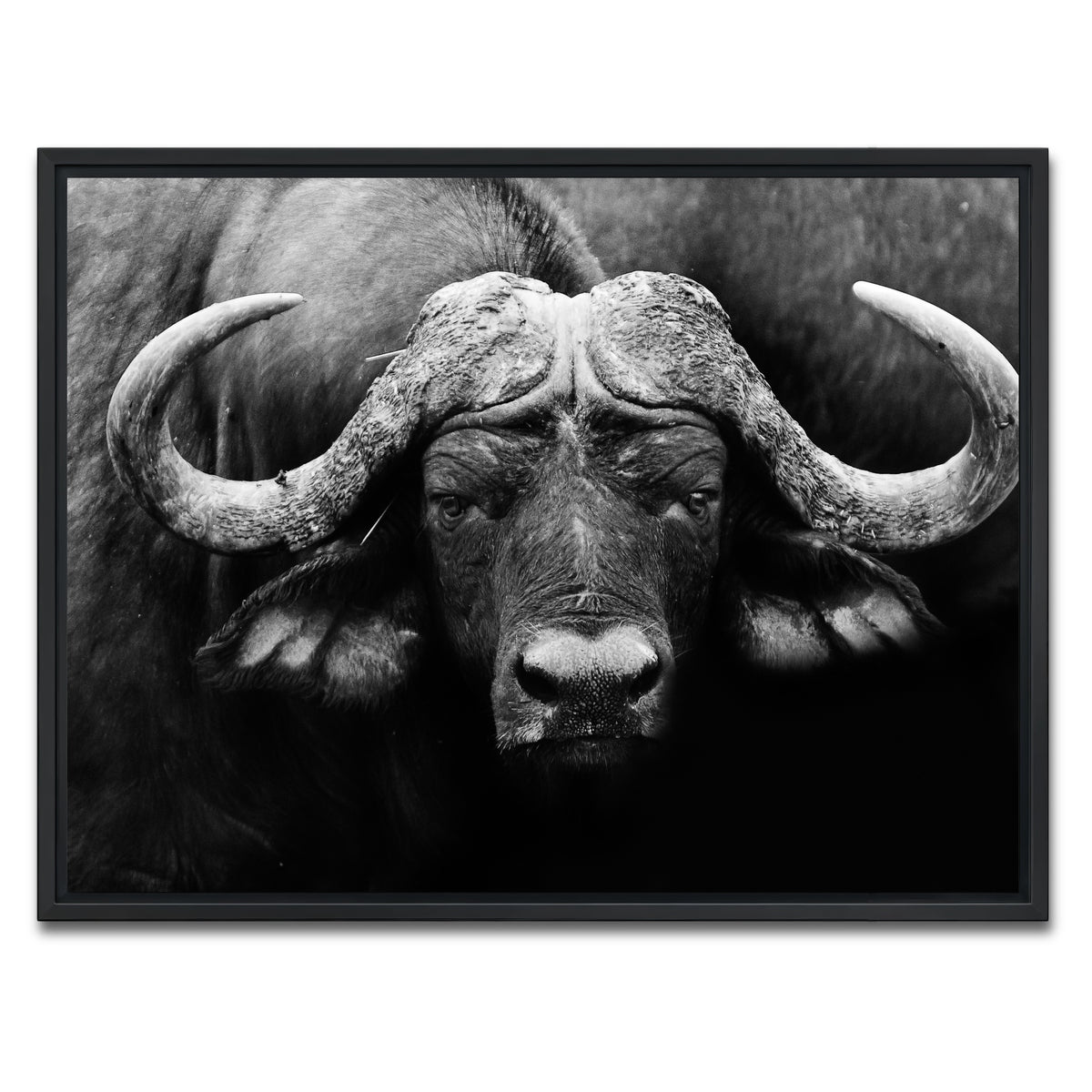 AUTO-MOCKUP WHITE | African Cape Buffalo | 1 Piece | Black Framed Canvas | group=4x3