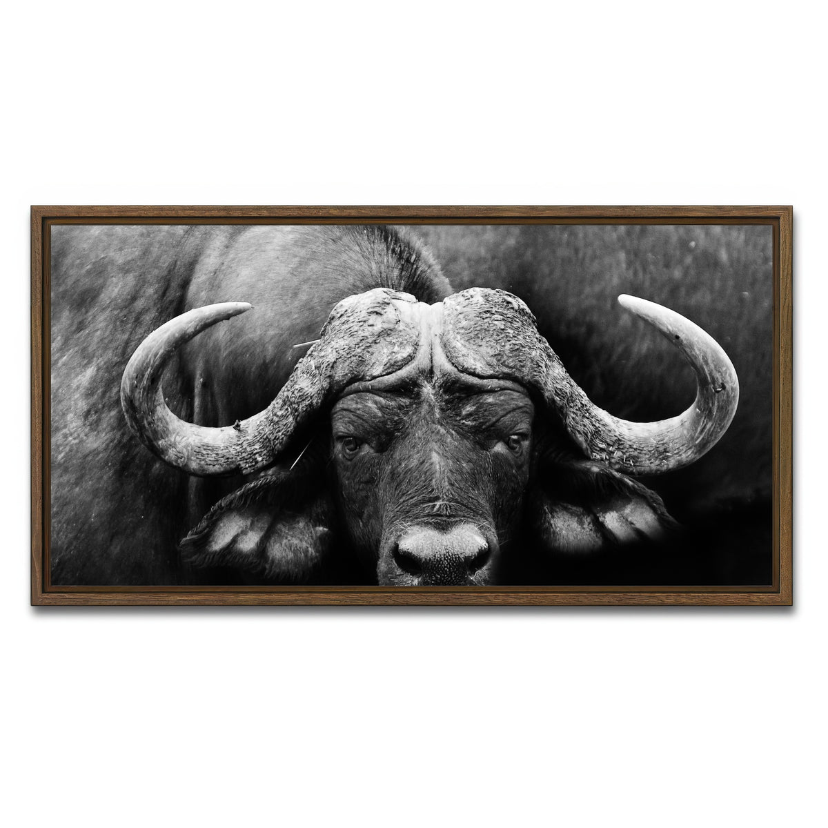 AUTO-MOCKUP WHITE | African Cape Buffalo | 1 Piece | Walnut Framed Canvas | group=2x1