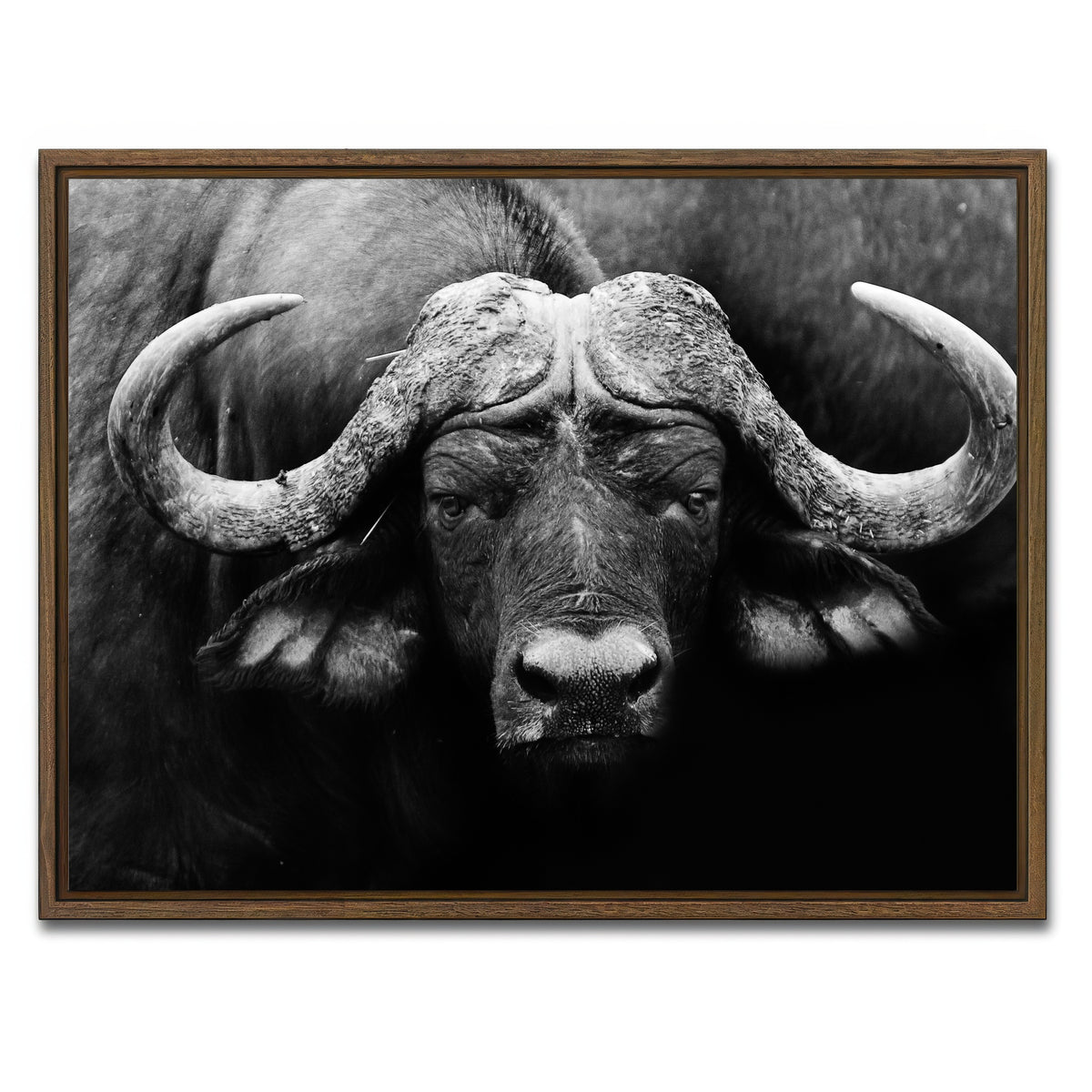 AUTO-MOCKUP WHITE | African Cape Buffalo | 1 Piece | Walnut Framed Canvas | group=4x3