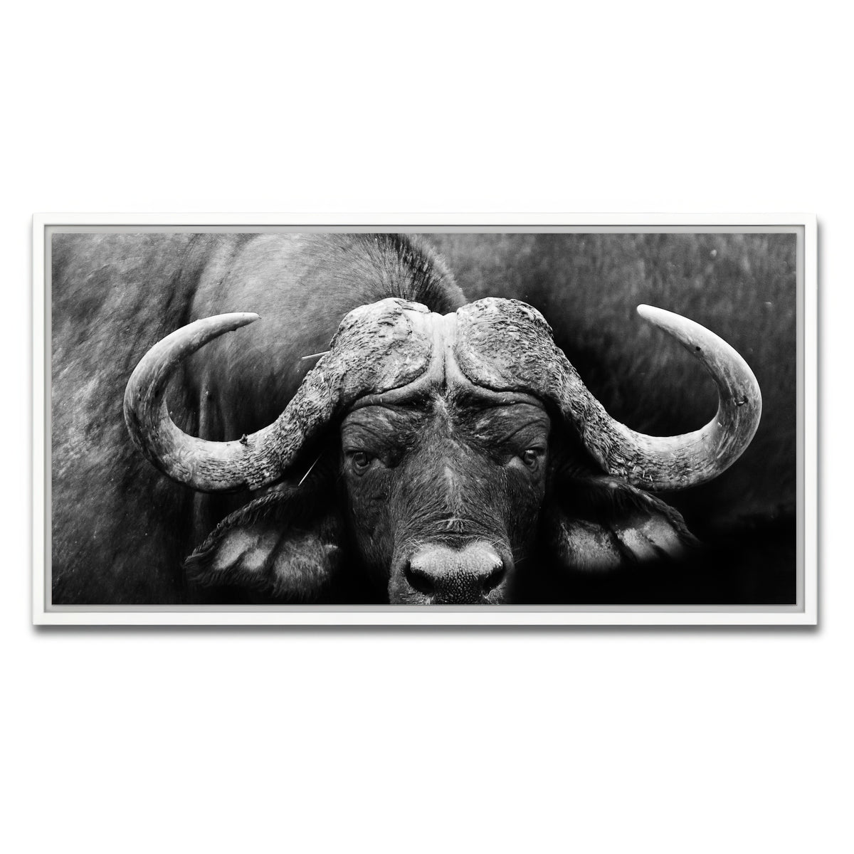 AUTO-MOCKUP WHITE | African Cape Buffalo | 1 Piece | White Framed Canvas | group=2x1