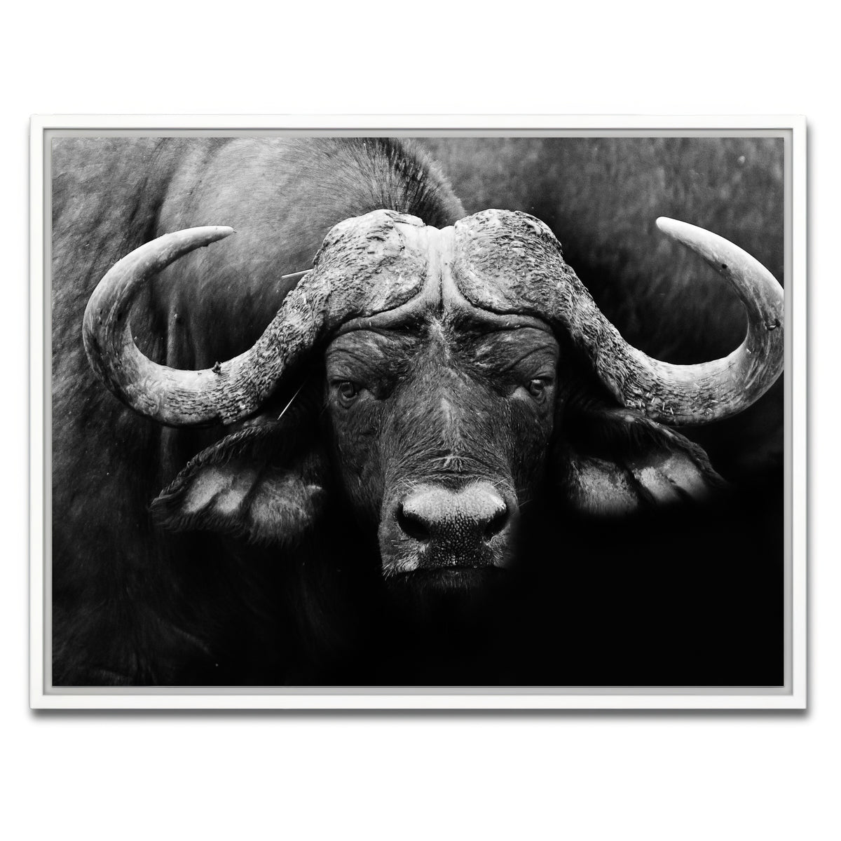 AUTO-MOCKUP WHITE | African Cape Buffalo | 1 Piece | White Framed Canvas | group=4x3
