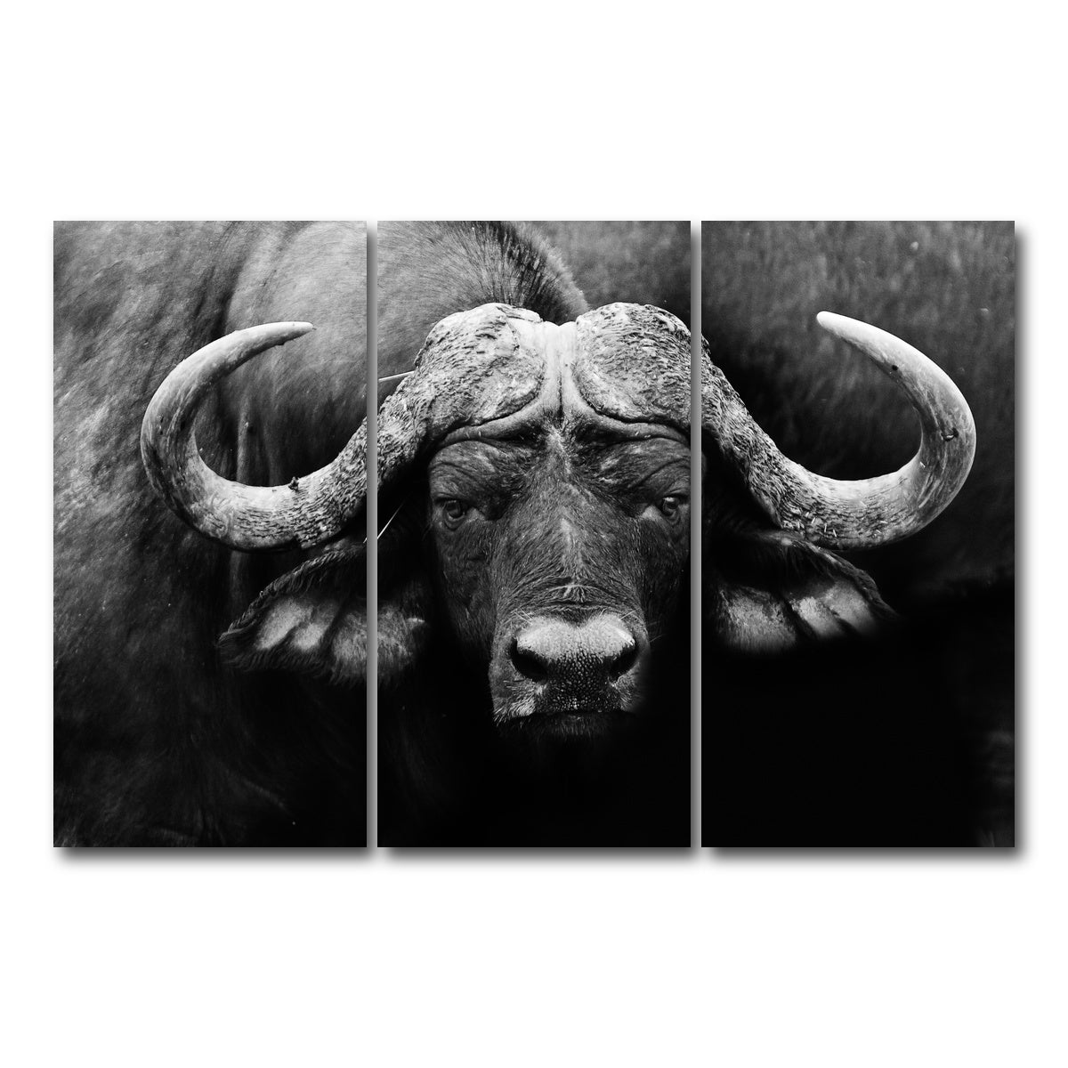 AUTO-MOCKUP WHITE | African Cape Buffalo | 3 Piece | Gallery Wrap Canvas | group=12x24