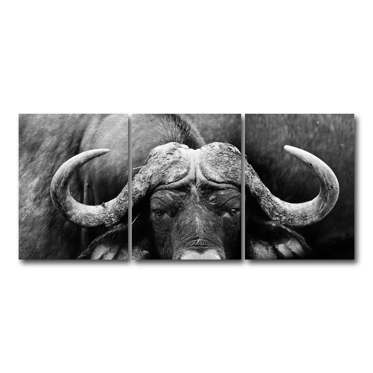 AUTO-MOCKUP WHITE | African Cape Buffalo | 3 Piece | Gallery Wrap Canvas | group=18x24