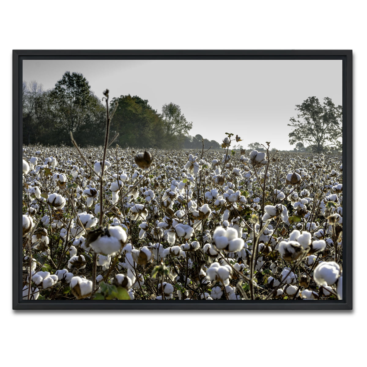 AUTO-MOCKUP WHITE | Alabama Cotton Field | 1 Piece | Black Framed Canvas | group=4x3