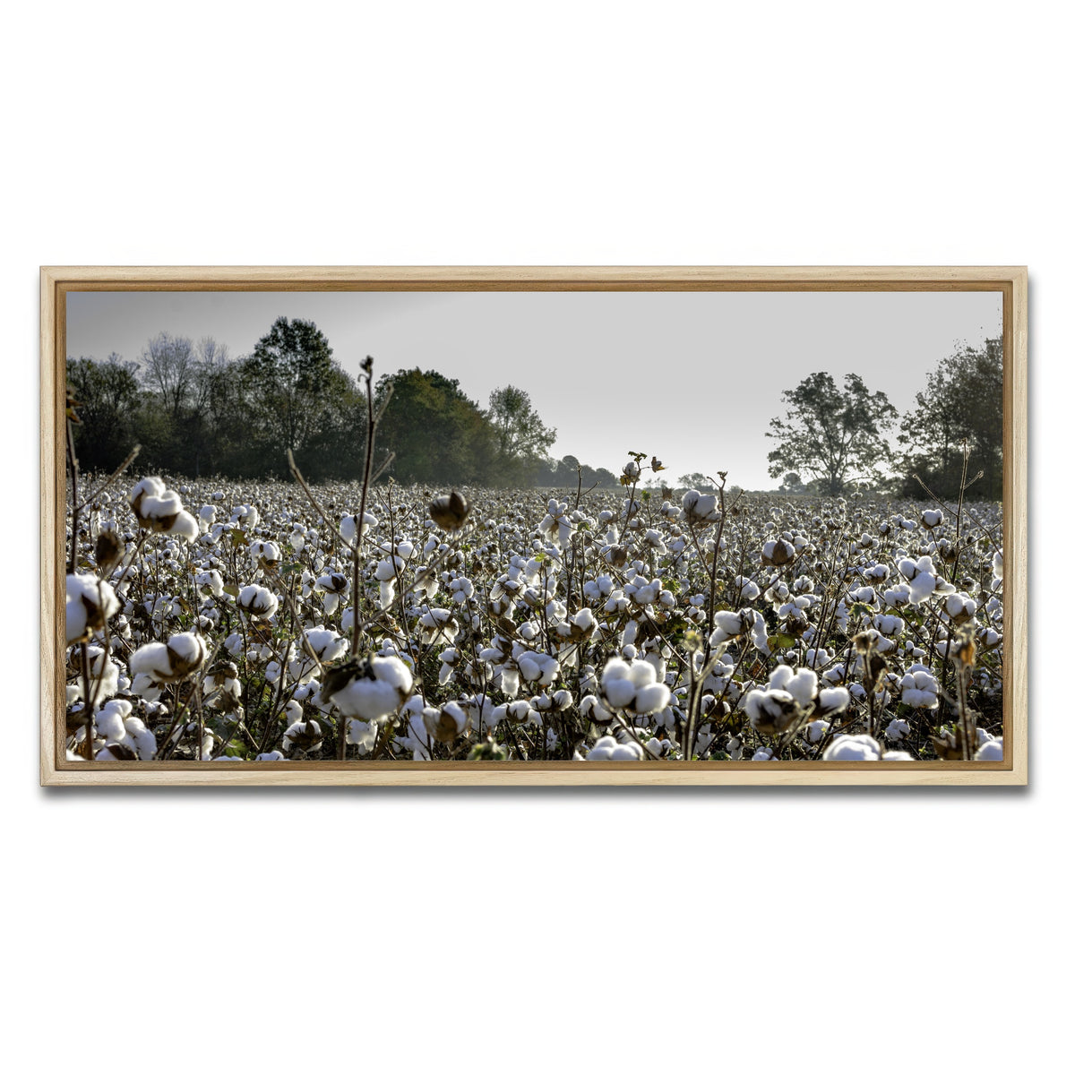 AUTO-MOCKUP WHITE | Alabama Cotton Field | 1 Piece | Natural Framed Canvas | group=2x1