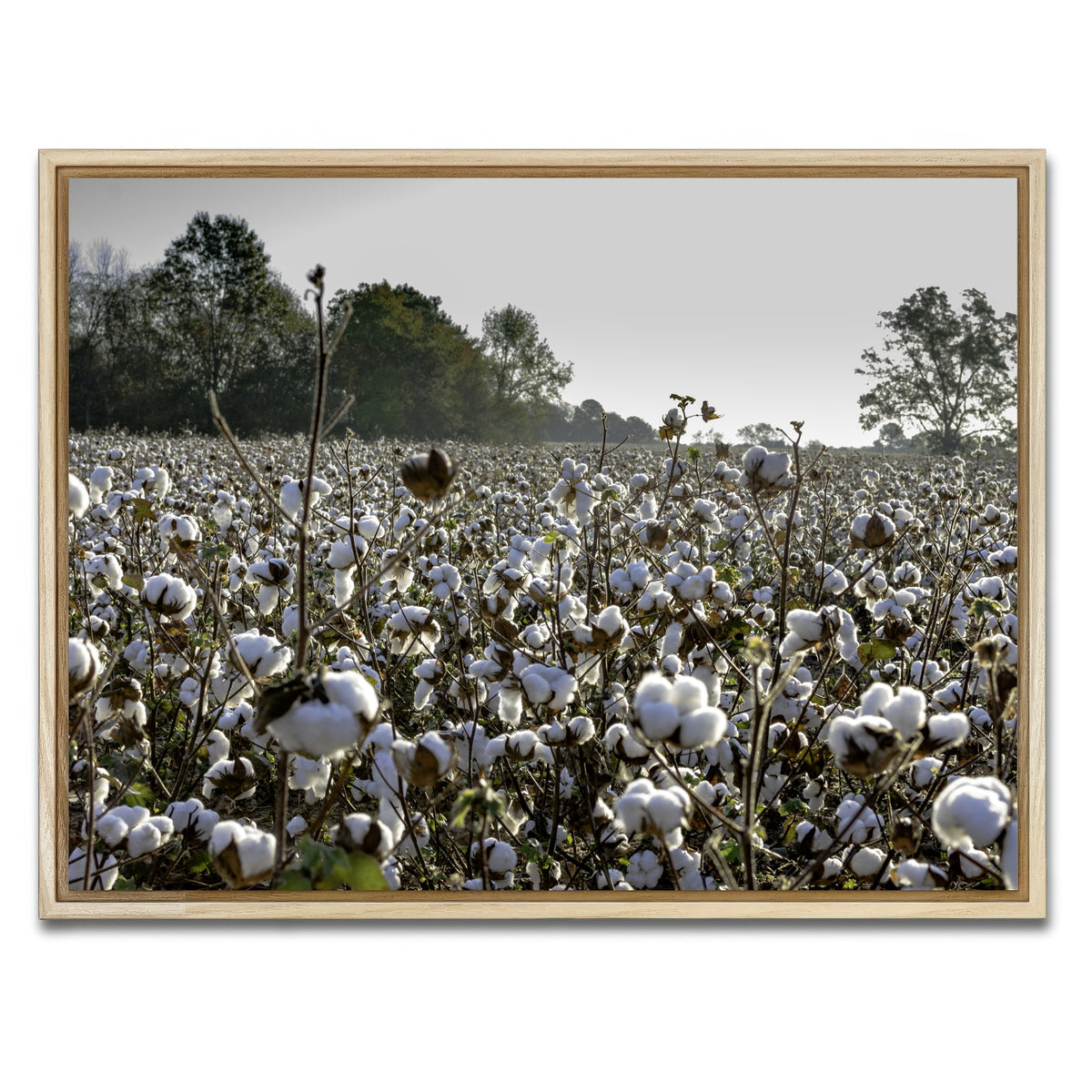 AUTO-MOCKUP WHITE | Alabama Cotton Field | 1 Piece | Natural Framed Canvas | group=4x3