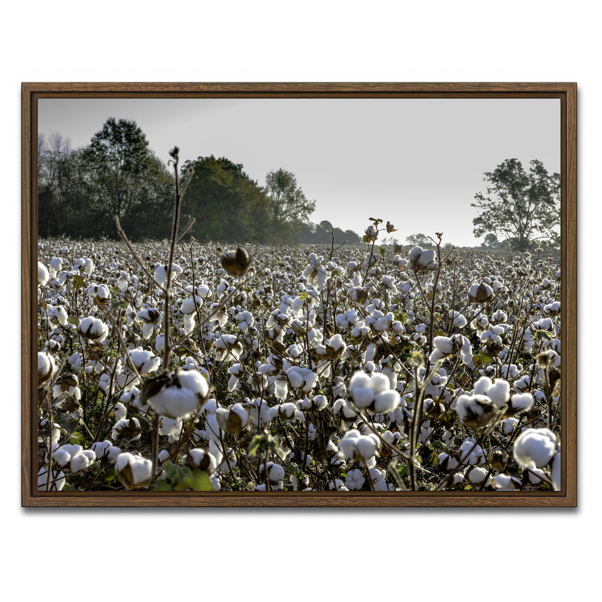 AUTO-MOCKUP WHITE | Alabama Cotton Field | 1 Piece | Walnut Framed Canvas | group=4x3