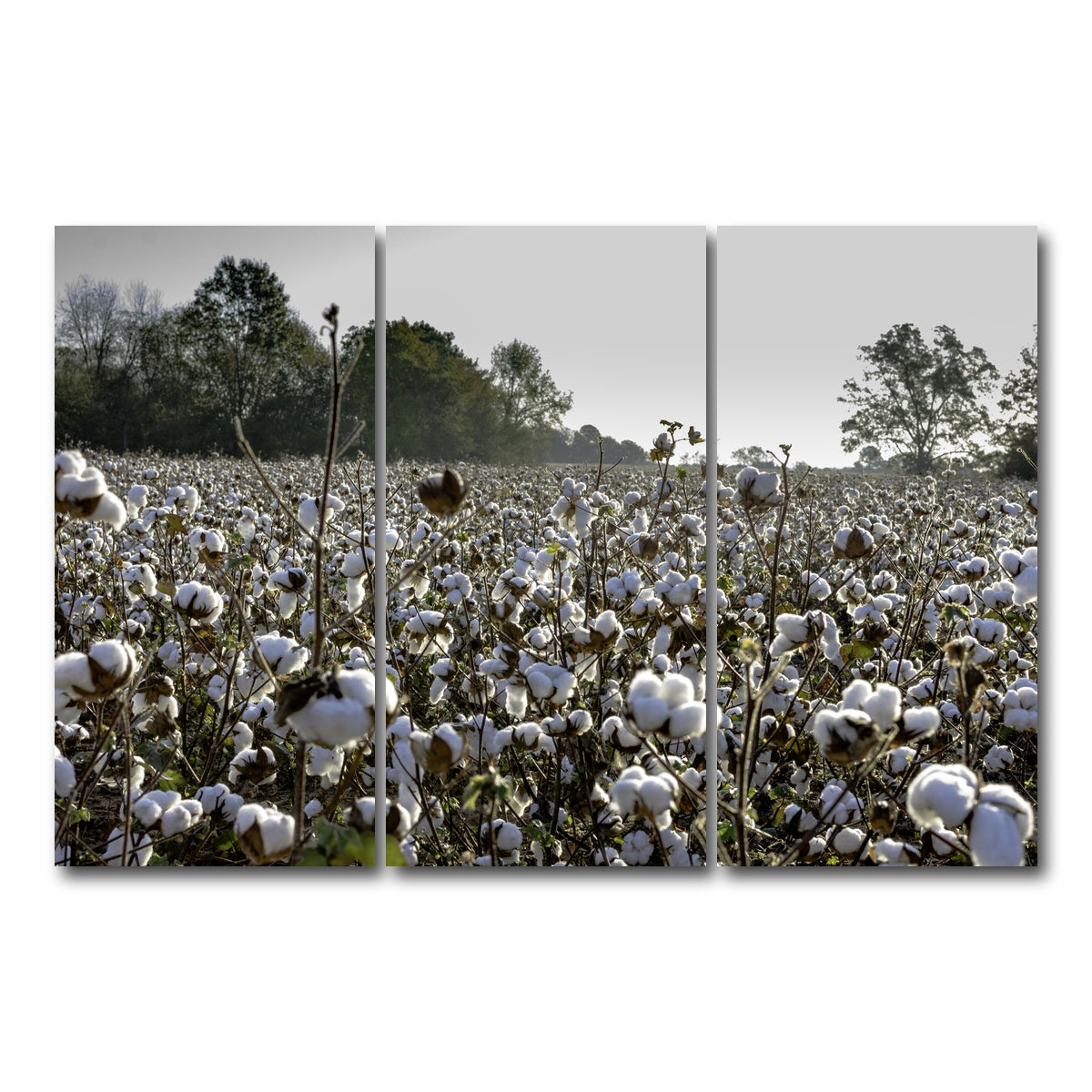AUTO-MOCKUP WHITE | Alabama Cotton Field | 3 Piece | Gallery Wrap Canvas | group=12x24
