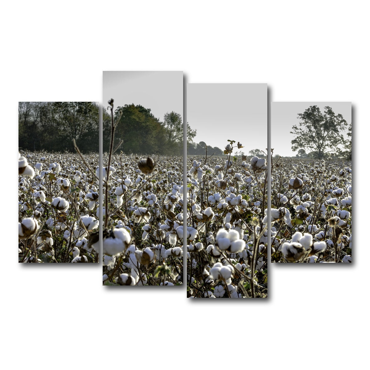 AUTO-MOCKUP WHITE | Alabama Cotton Field | 4 Piece | Gallery Wrap Canvas | group=4_short