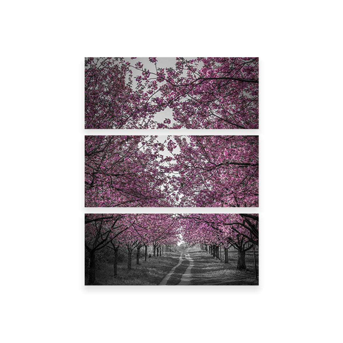 Amazing Cherry Blossom Alley in Pink Wall Art