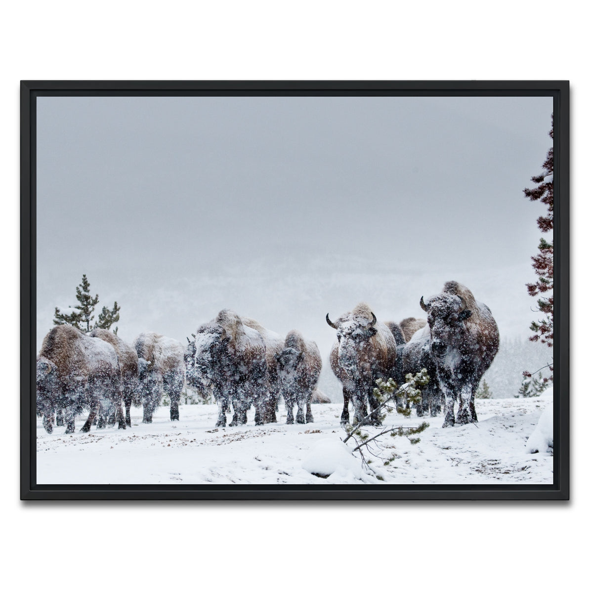 AUTO-MOCKUP WHITE | American Bison in Winter Snow | 1 Piece | Black Framed Canvas | group=4x3