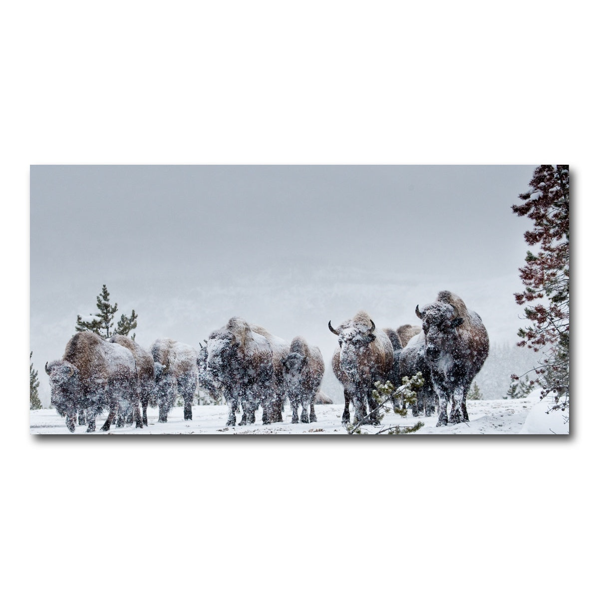 AUTO-MOCKUP WHITE | American Bison in Winter Snow | 1 Piece | Gallery Wrap Canvas | group=2x1