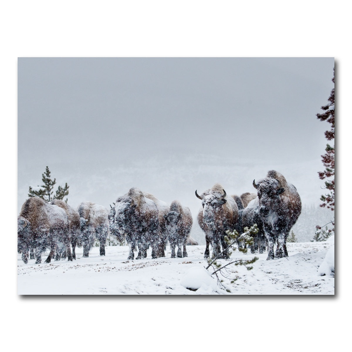AUTO-MOCKUP WHITE | American Bison in Winter Snow | 1 Piece | Gallery Wrap Canvas | group=4x3