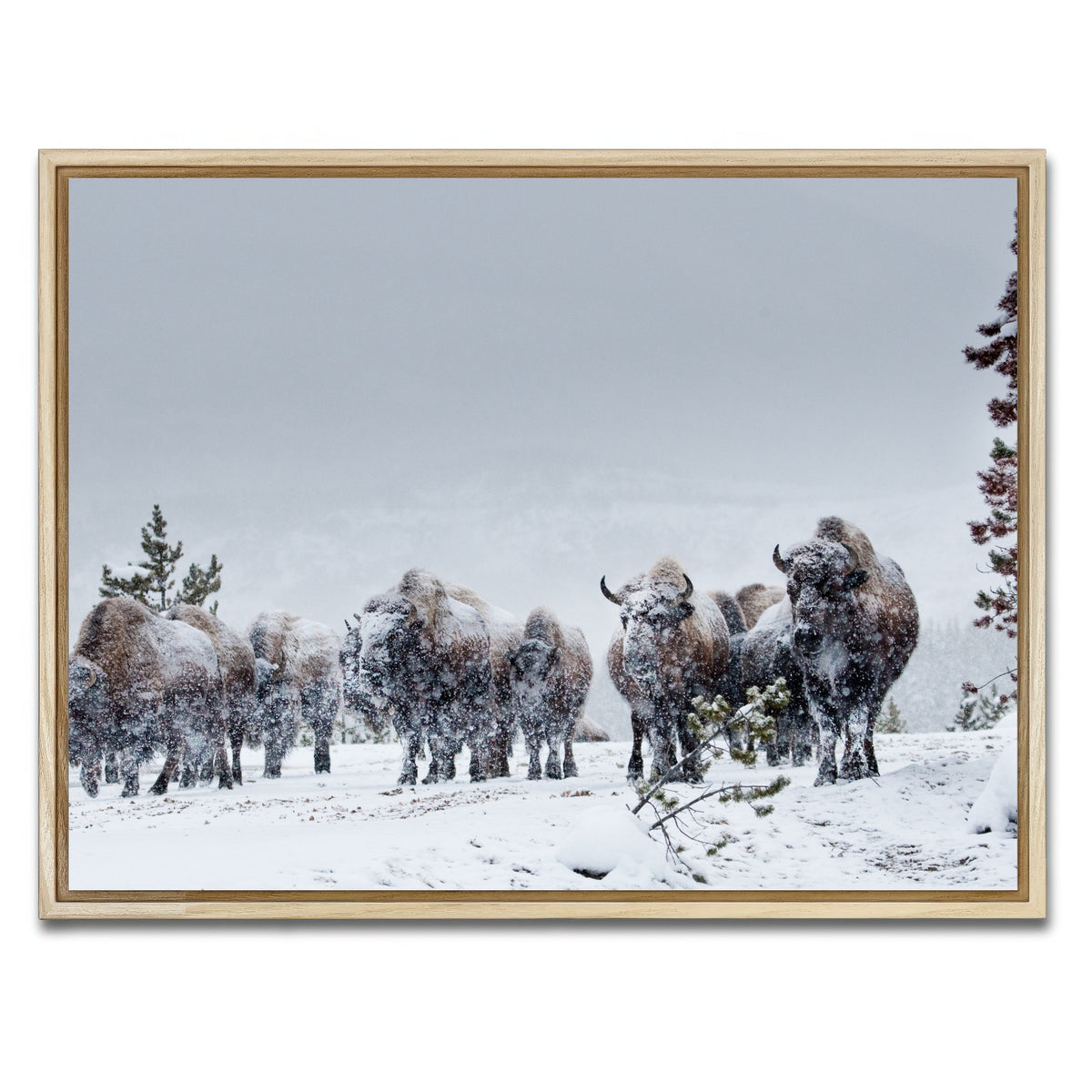AUTO-MOCKUP WHITE | American Bison in Winter Snow | 1 Piece | Natural Framed Canvas | group=4x3