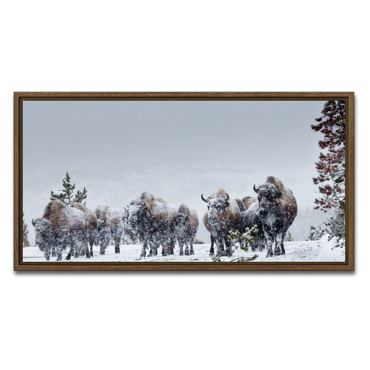 AUTO-MOCKUP WHITE | American Bison in Winter Snow | 1 Piece | Walnut Framed Canvas | group=2x1