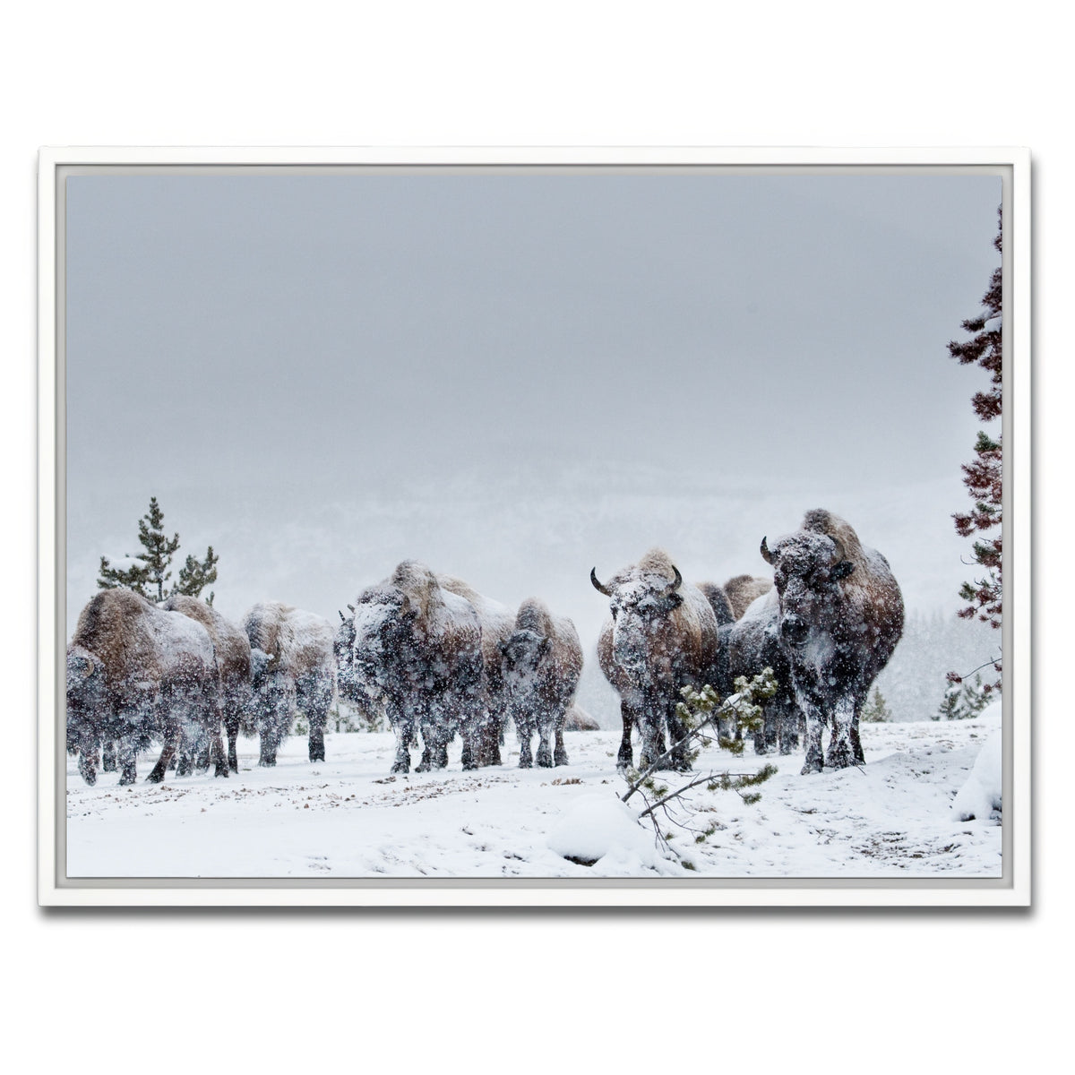 AUTO-MOCKUP WHITE | American Bison in Winter Snow | 1 Piece | White Framed Canvas | group=4x3
