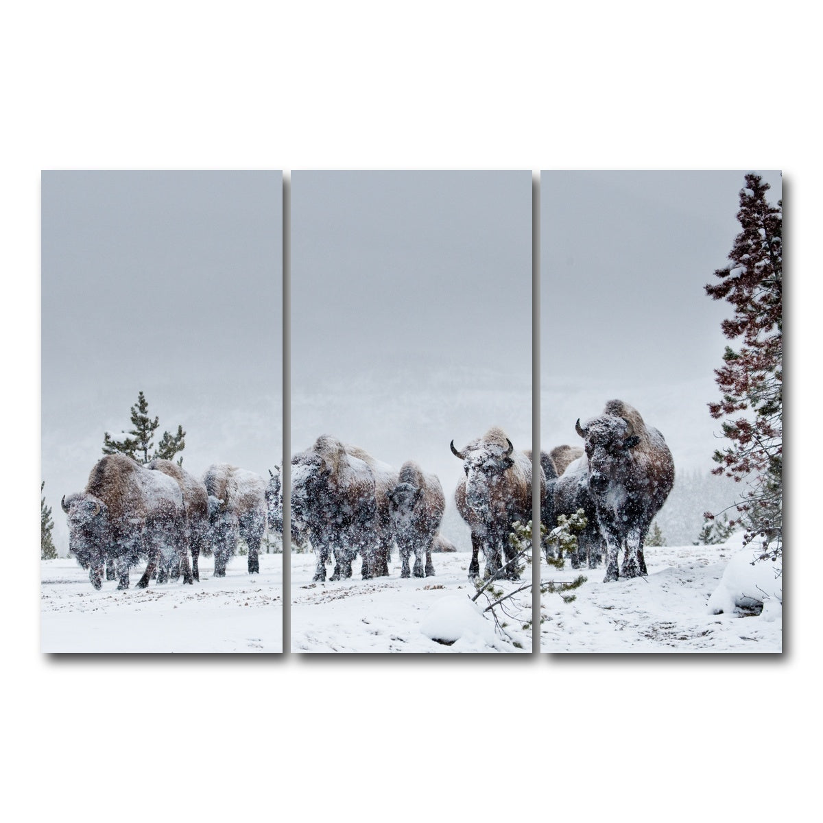 AUTO-MOCKUP WHITE | American Bison in Winter Snow | 3 Piece | Gallery Wrap Canvas | group=12x24