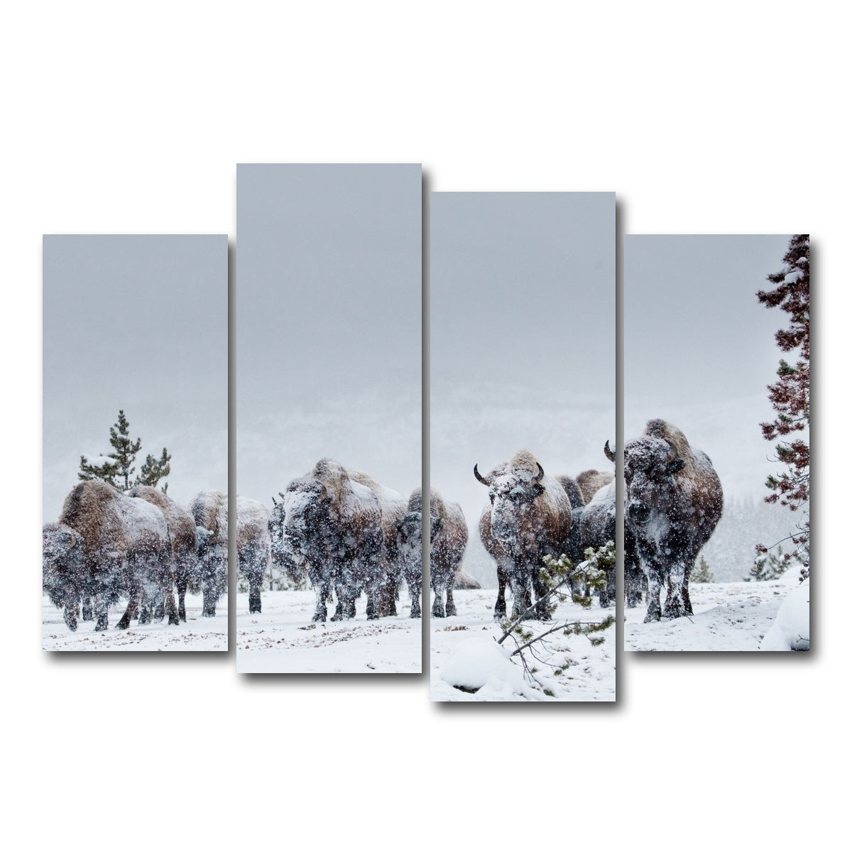 AUTO-MOCKUP WHITE | American Bison in Winter Snow | 4 Piece | Gallery Wrap Canvas | group=4_normal