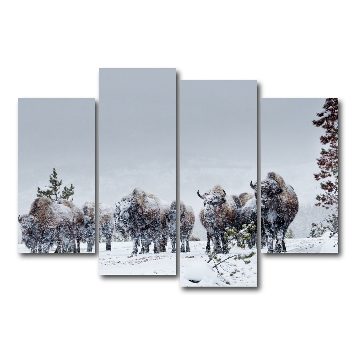 AUTO-MOCKUP WHITE | American Bison in Winter Snow | 4 Piece | Gallery Wrap Canvas | group=4_short