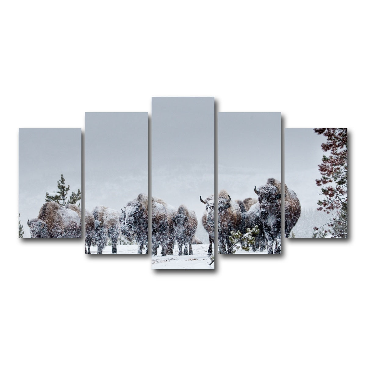 AUTO-MOCKUP WHITE | American Bison in Winter Snow | 5 Piece | Gallery Wrap Canvas | group=5_normal