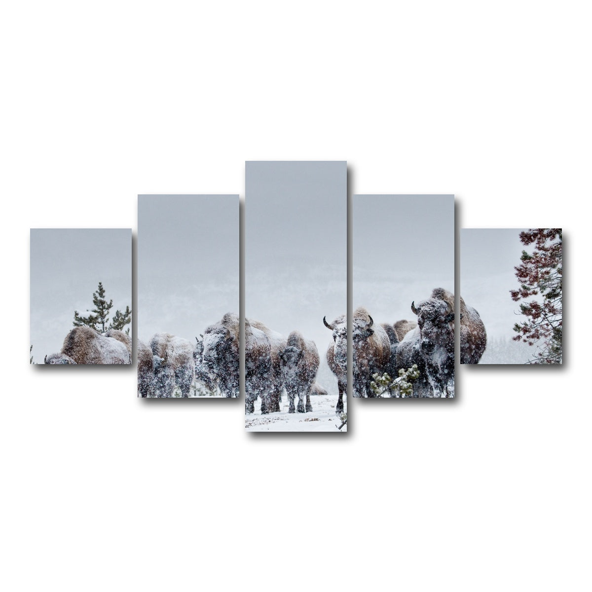 AUTO-MOCKUP WHITE | American Bison in Winter Snow | 5 Piece | Gallery Wrap Canvas | group=5_short