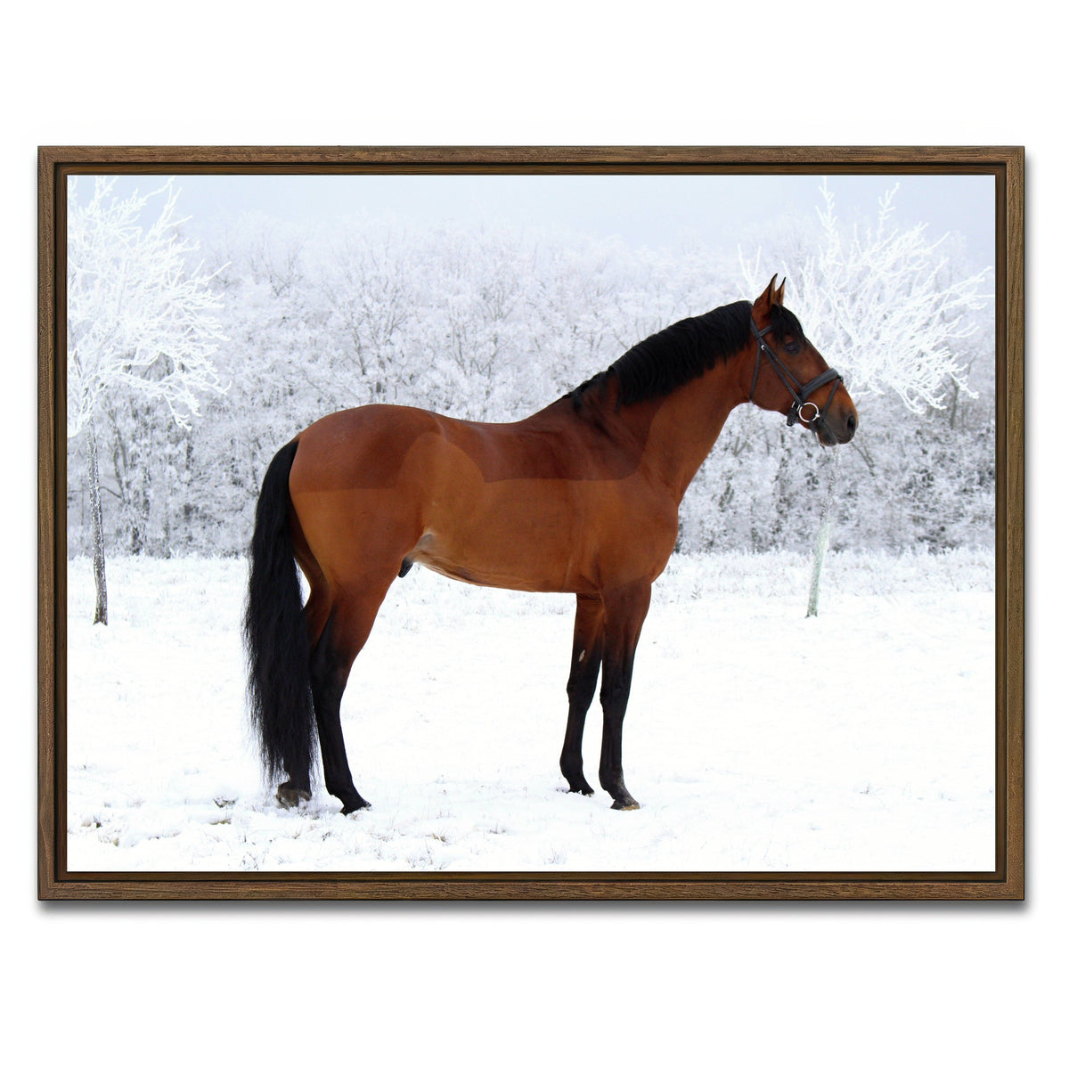 AUTO-MOCKUP WHITE | American Quarter Horse | 1 Piece | Walnut Framed Canvas | group=4x3
