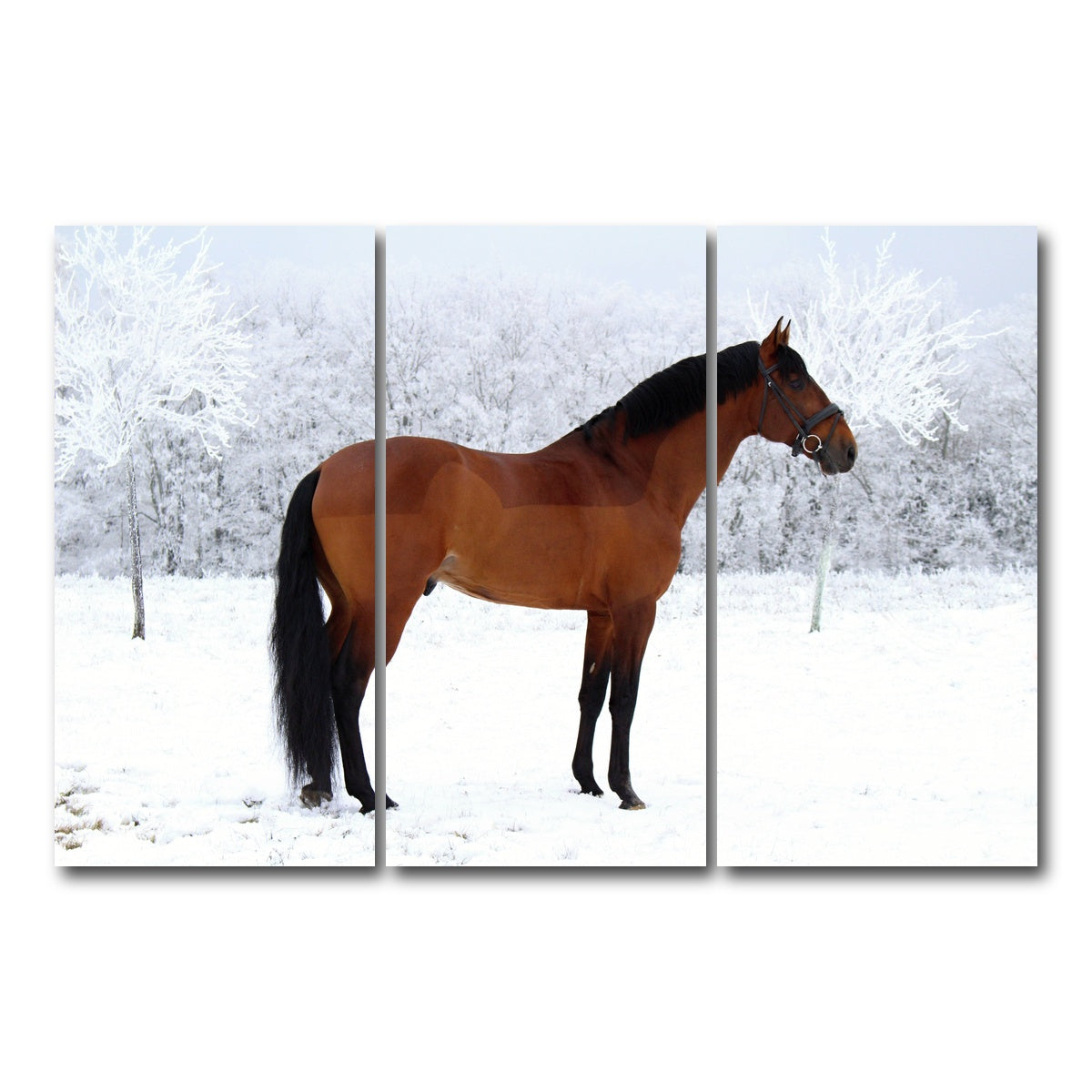 AUTO-MOCKUP WHITE | American Quarter Horse | 3 Piece | Gallery Wrap Canvas | group=12x24