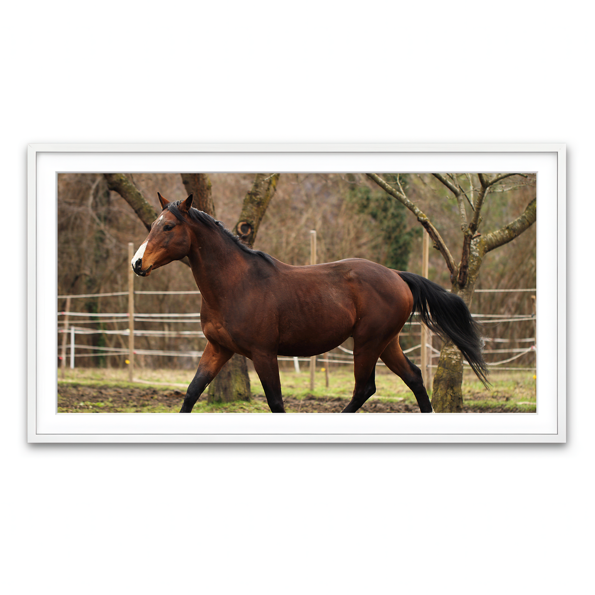 Framed Print 2x1 White