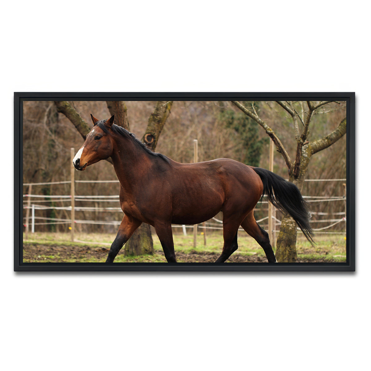 AUTO-MOCKUP WHITE | American quarter horse stallion | 1 Piece | Black Framed Canvas | group=2x1