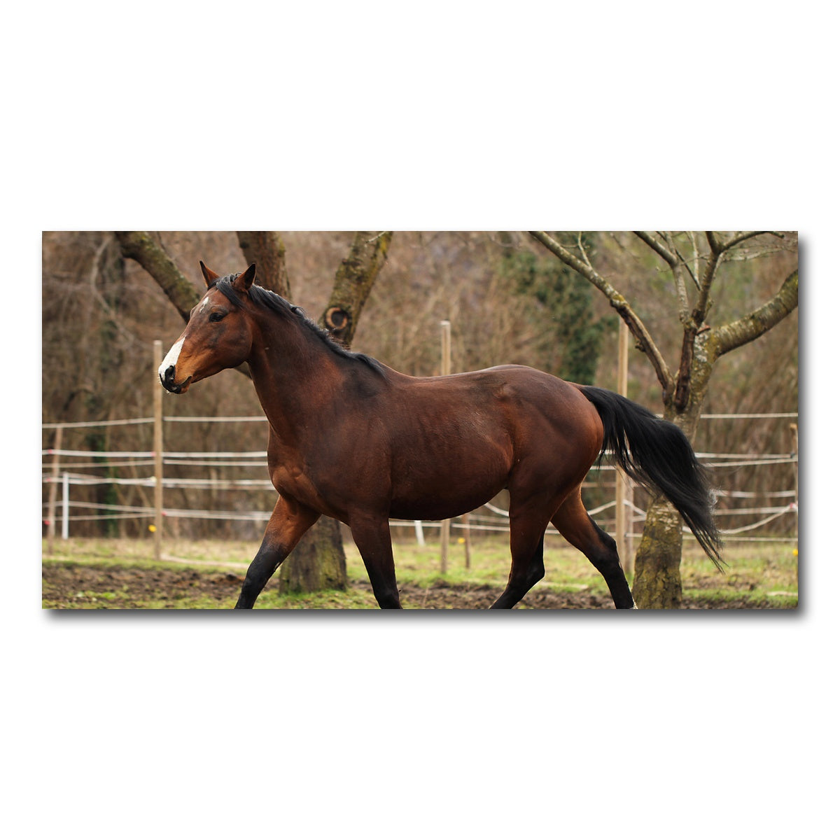 AUTO-MOCKUP WHITE | American quarter horse stallion | 1 Piece | Gallery Wrap Canvas | group=2x1