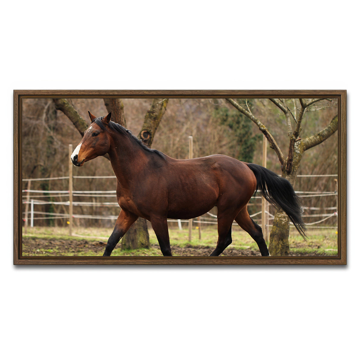 AUTO-MOCKUP WHITE | American quarter horse stallion | 1 Piece | Walnut Framed Canvas | group=2x1
