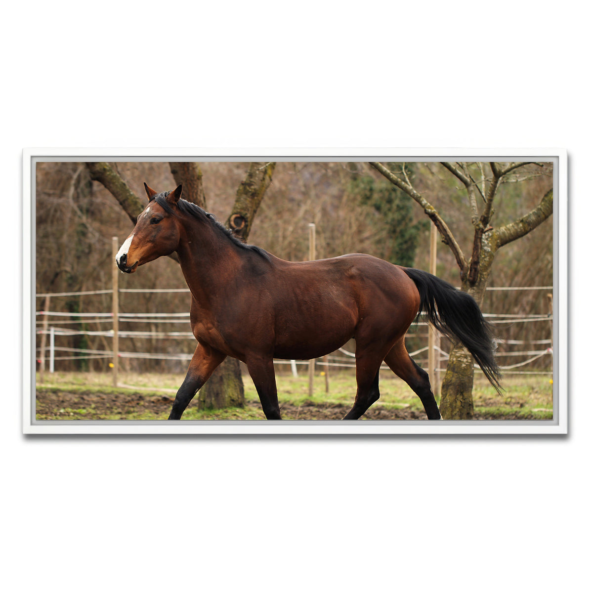 AUTO-MOCKUP WHITE | American quarter horse stallion | 1 Piece | White Framed Canvas | group=2x1