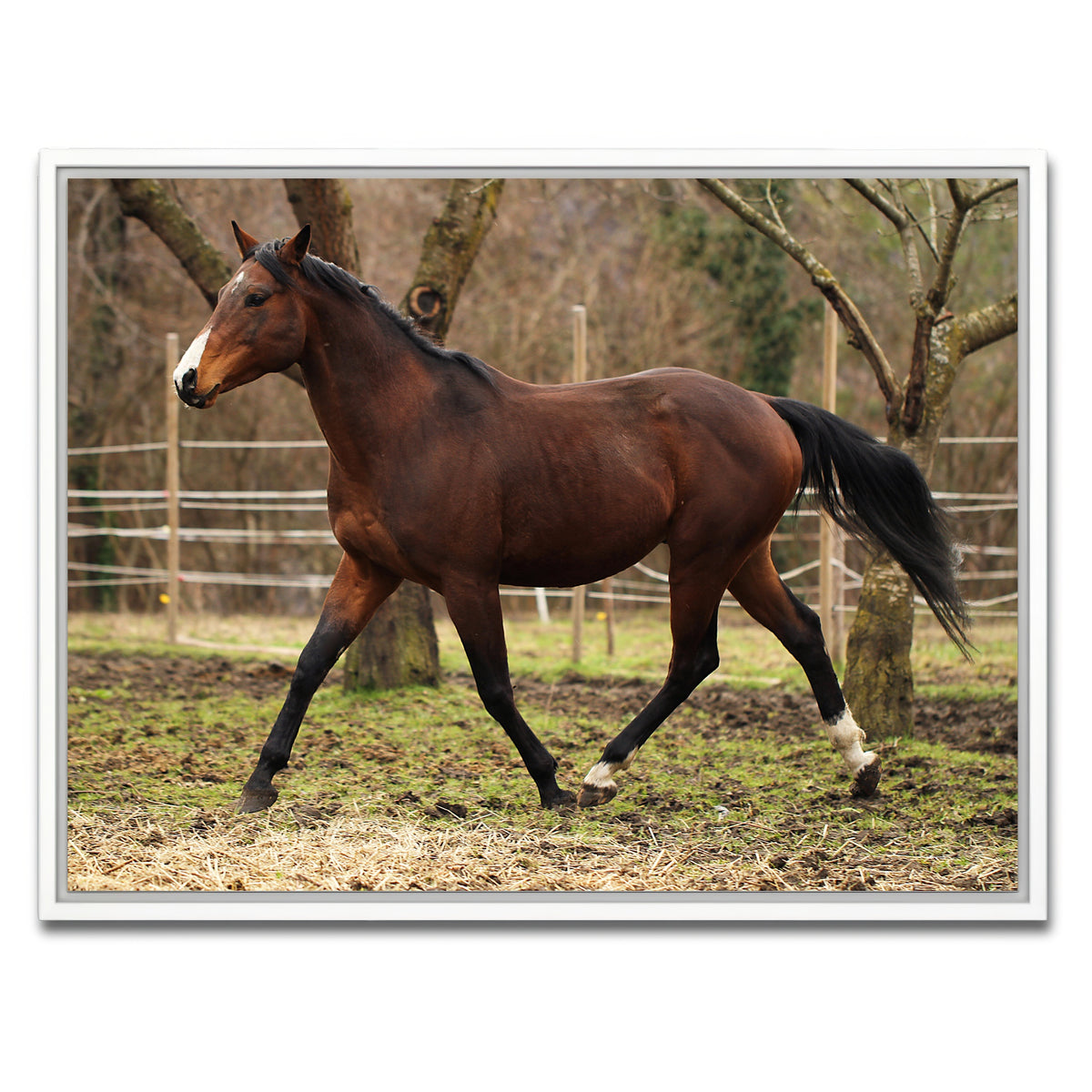 AUTO-MOCKUP WHITE | American quarter horse stallion | 1 Piece | White Framed Canvas | group=4x3