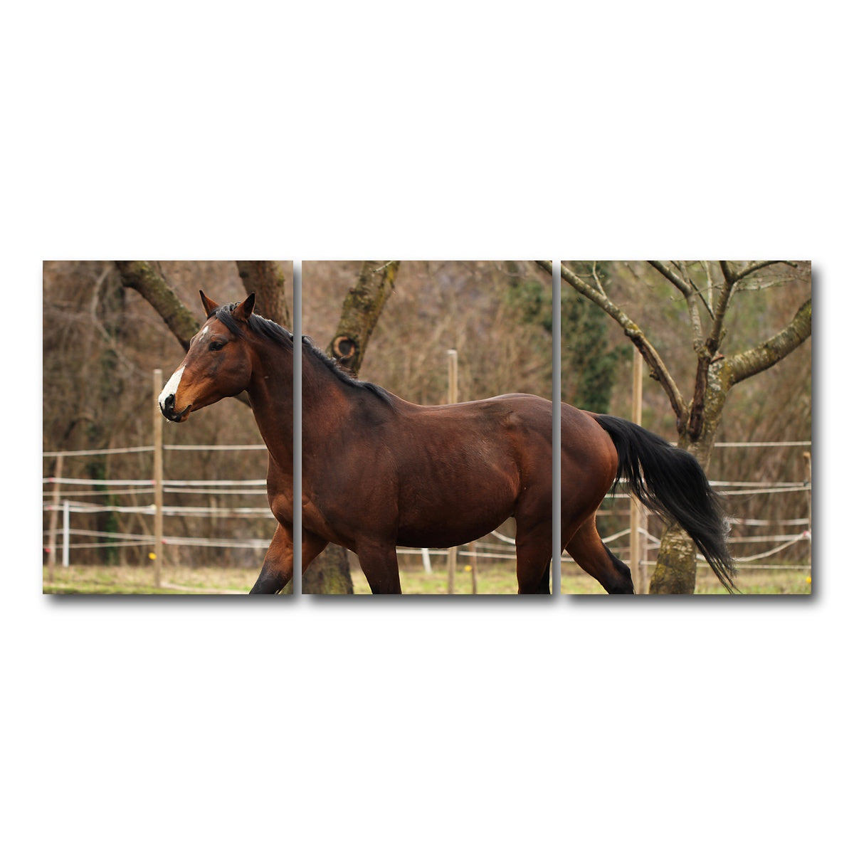 AUTO-MOCKUP WHITE | American quarter horse stallion | 3 Piece | Gallery Wrap Canvas | group=18x24