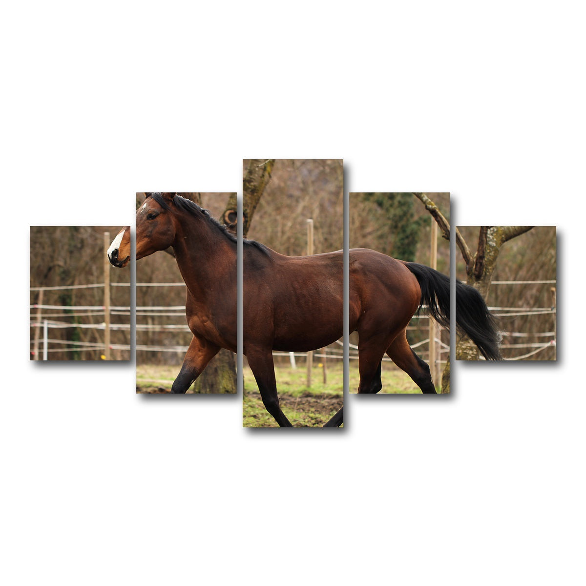 AUTO-MOCKUP WHITE | American quarter horse stallion | 5 Piece | Gallery Wrap Canvas | group=5_short