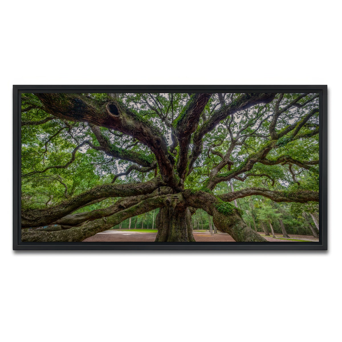 AUTO-MOCKUP WHITE | Angel Oak | 1 Piece | Black Framed Canvas | group=2x1