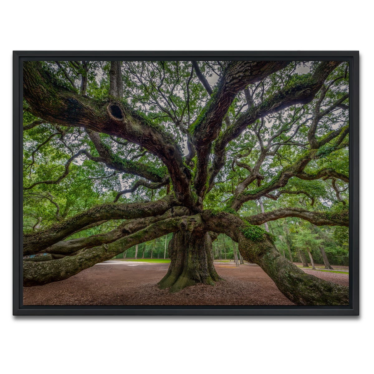 AUTO-MOCKUP WHITE | Angel Oak | 1 Piece | Black Framed Canvas | group=4x3