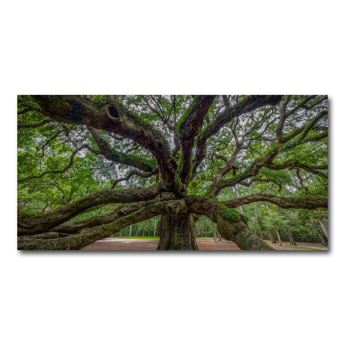 AUTO-MOCKUP WHITE | Angel Oak | 1 Piece | Gallery Wrap Canvas | group=2x1