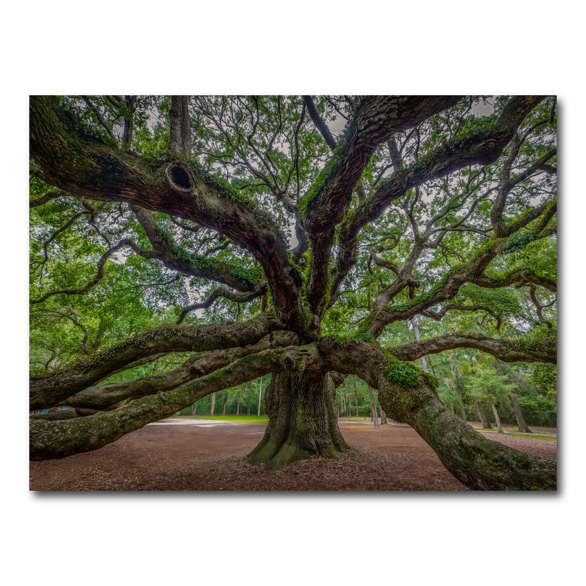 AUTO-MOCKUP WHITE | Angel Oak | 1 Piece | Gallery Wrap Canvas | group=4x3