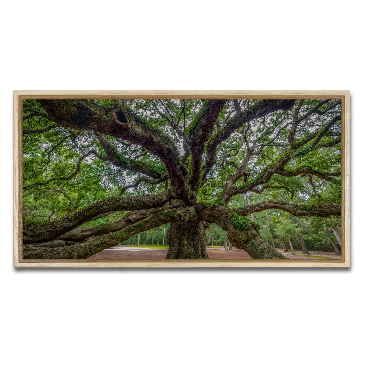 AUTO-MOCKUP WHITE | Angel Oak | 1 Piece | Natural Framed Canvas | group=2x1