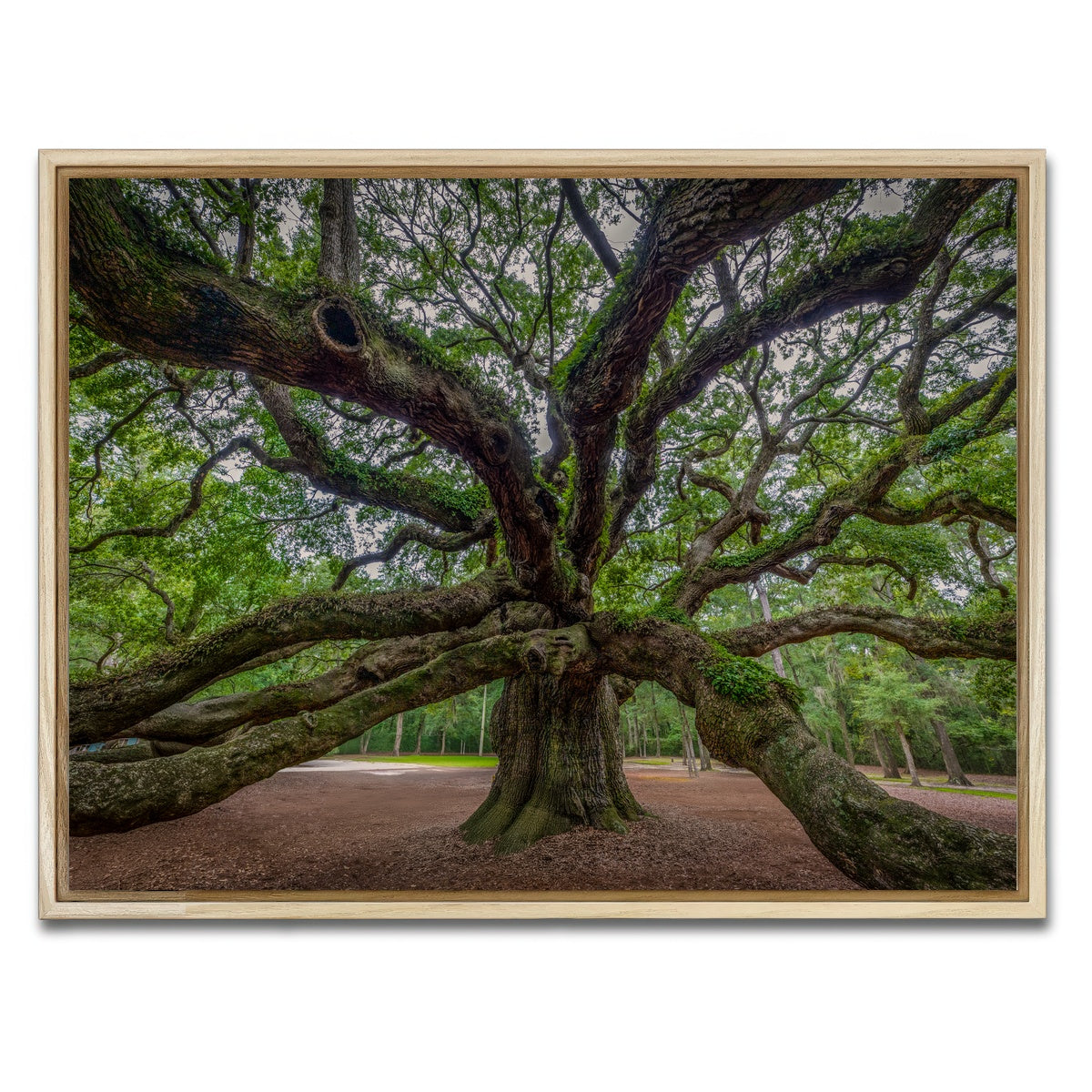 AUTO-MOCKUP WHITE | Angel Oak | 1 Piece | Natural Framed Canvas | group=4x3