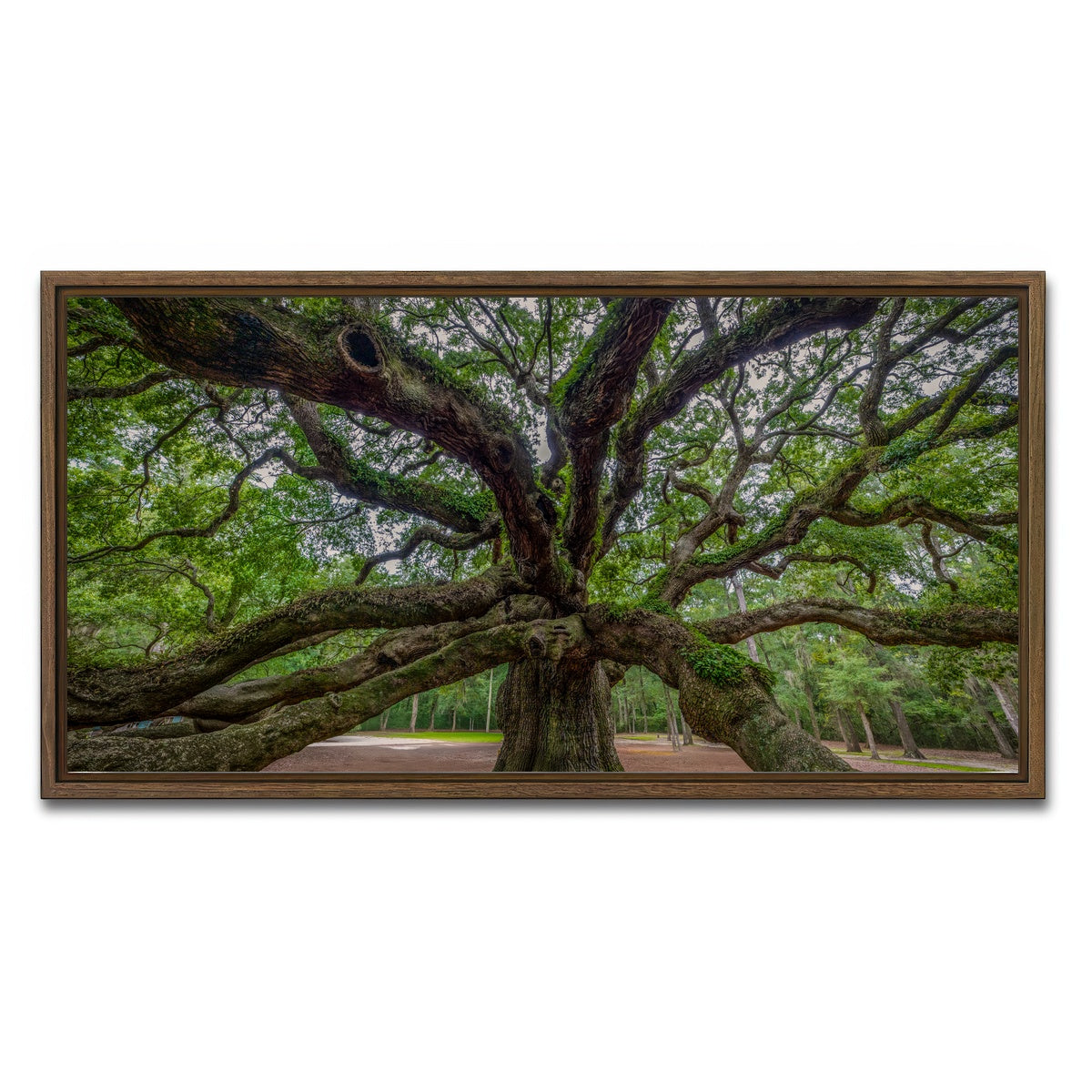AUTO-MOCKUP WHITE | Angel Oak | 1 Piece | Walnut Framed Canvas | group=2x1