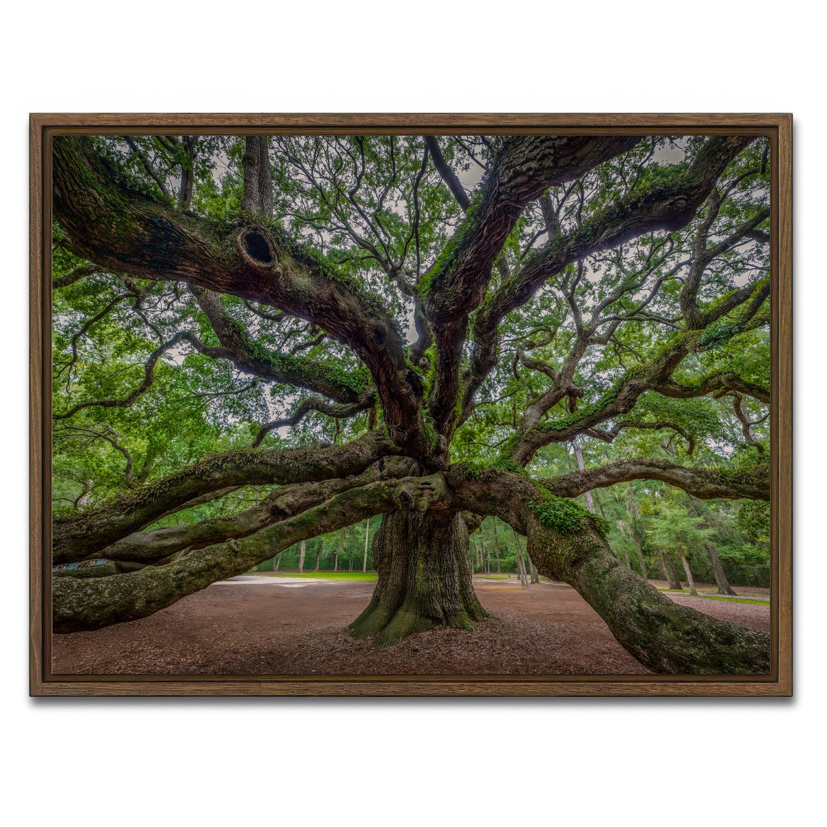 AUTO-MOCKUP WHITE | Angel Oak | 1 Piece | Walnut Framed Canvas | group=4x3